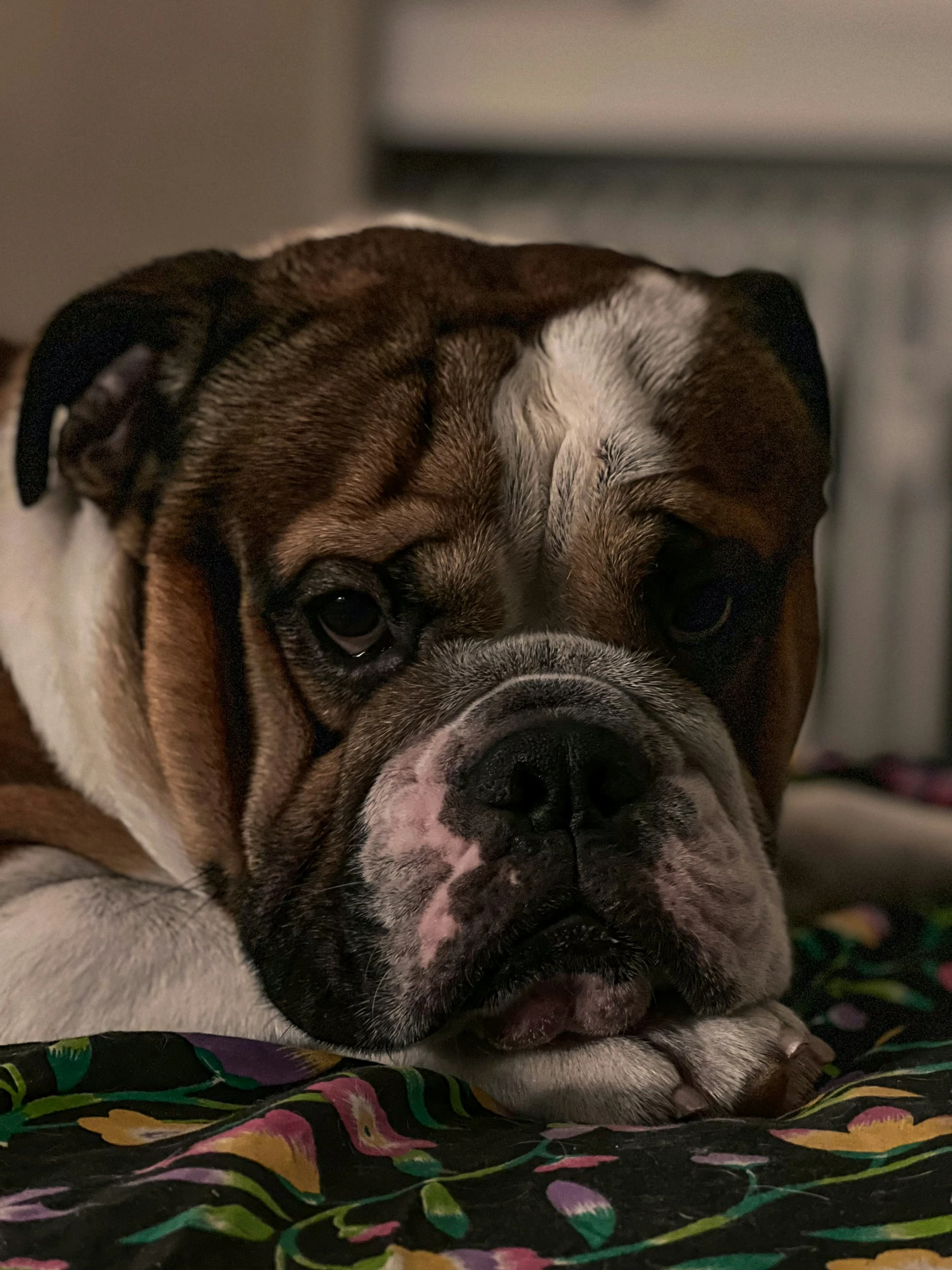 a close up of a dog laying down on a bed