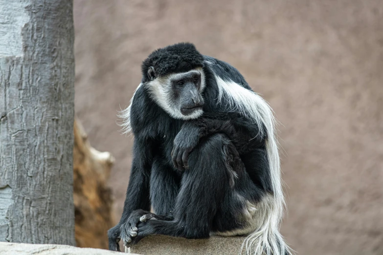 a black and white monkey sitting on a rock