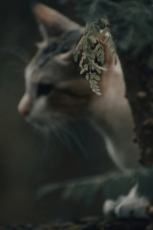 cat with green leaf on it's head peeking out from behind a bush