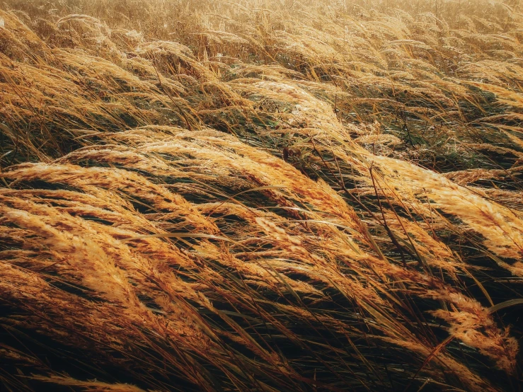 a field with tall brown grass in the wind