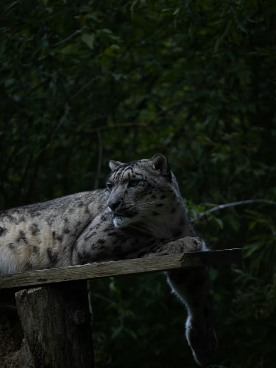 snow leopard resting on a wooden post by some trees