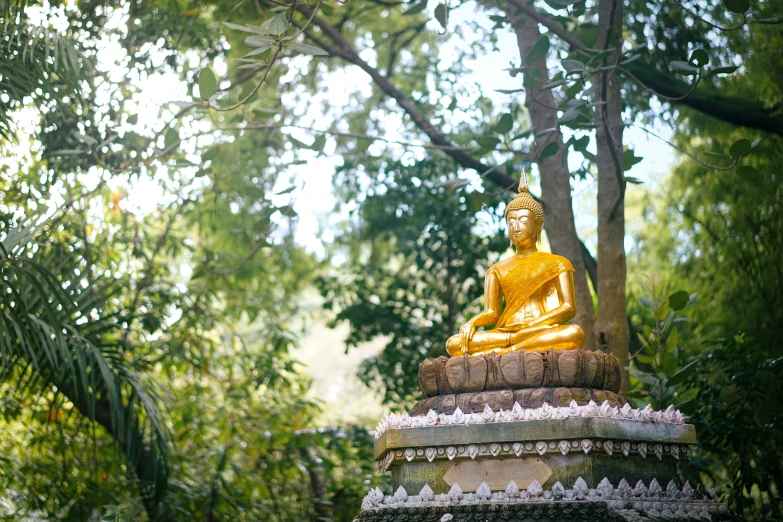 there is a statue of a buddha under the tree