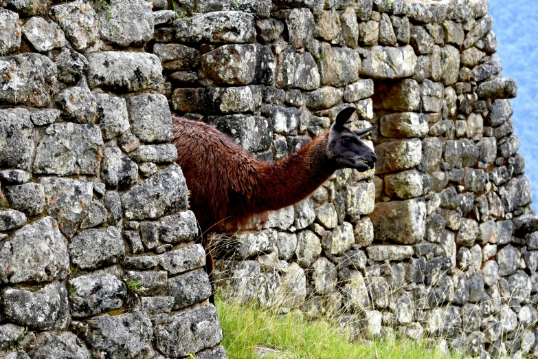 a lamao in a stone walled area with green grass