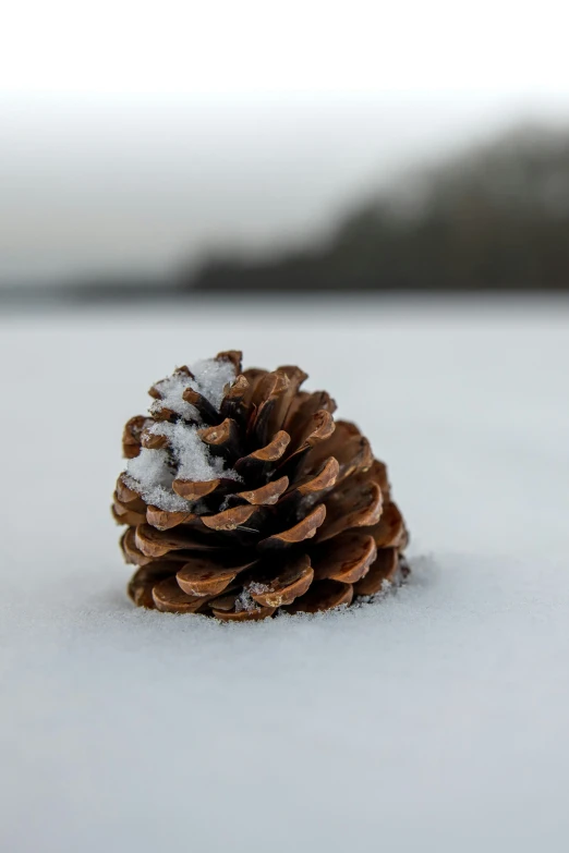 a single pine cone sits covered with snow