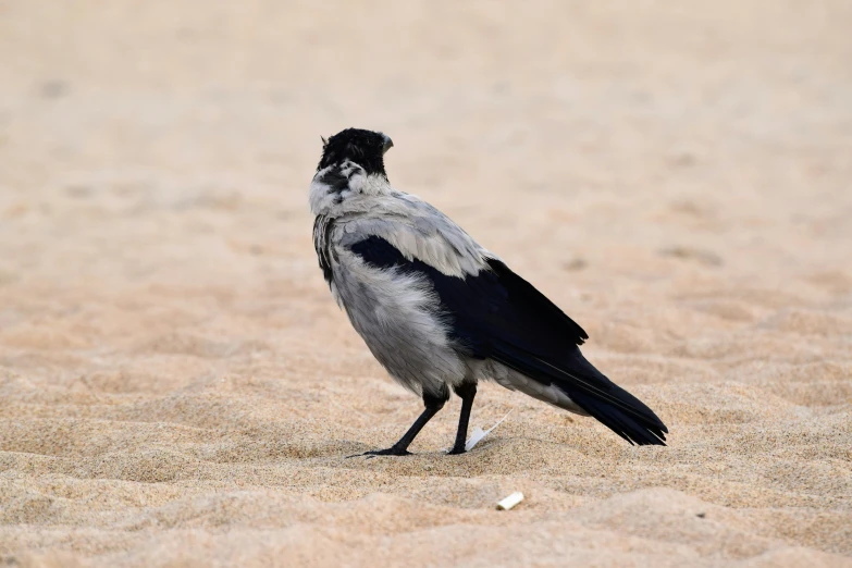 a black and white bird standing on top of sand