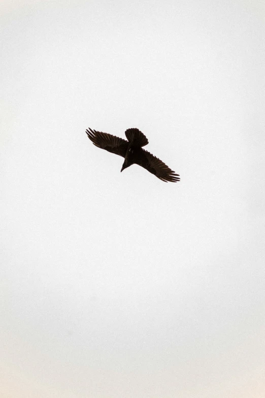 a black bird flying through the sky with wings spread