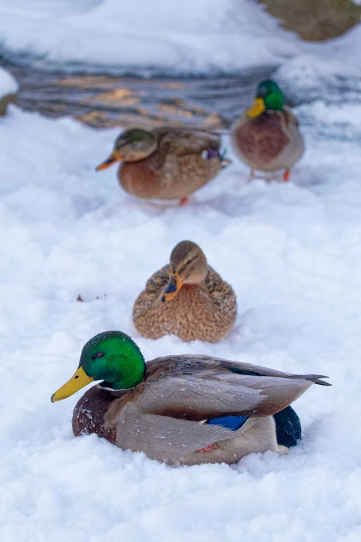 three ducks are looking at the camera from behind some snow