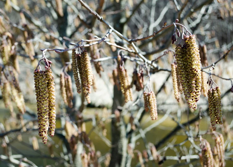 the seed and plant parts of a tree, with no leaves