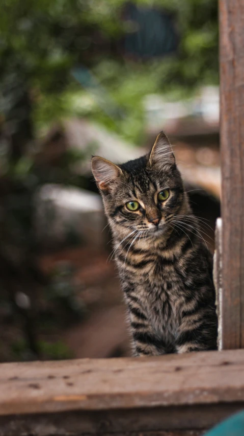 a kitten staring out over a wooden railing