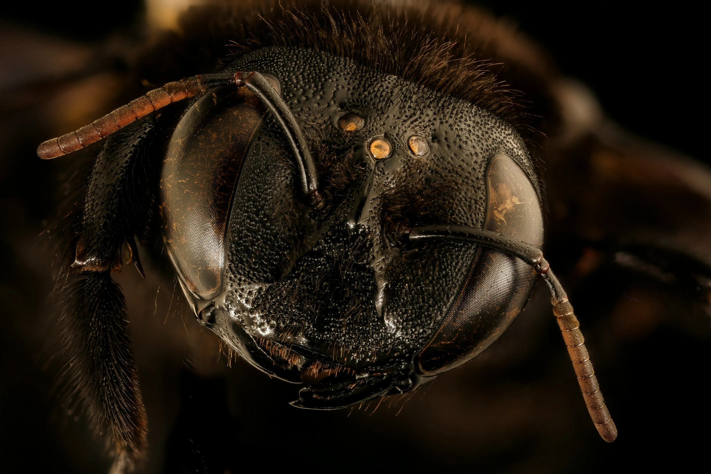 a close up po of a large bee with yellow eyes