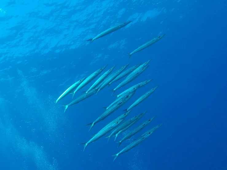 a number of fish in the water near one another