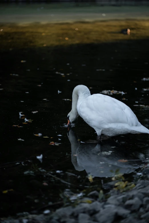 a bird with white feathers is wading in the water