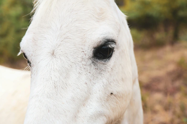 a white horse with black eyes stands alone in the wild