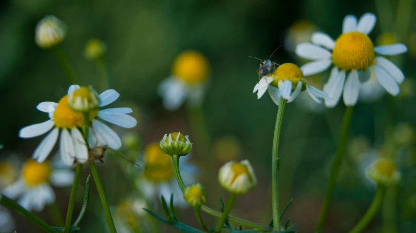 many white and yellow daisies with a bee on them