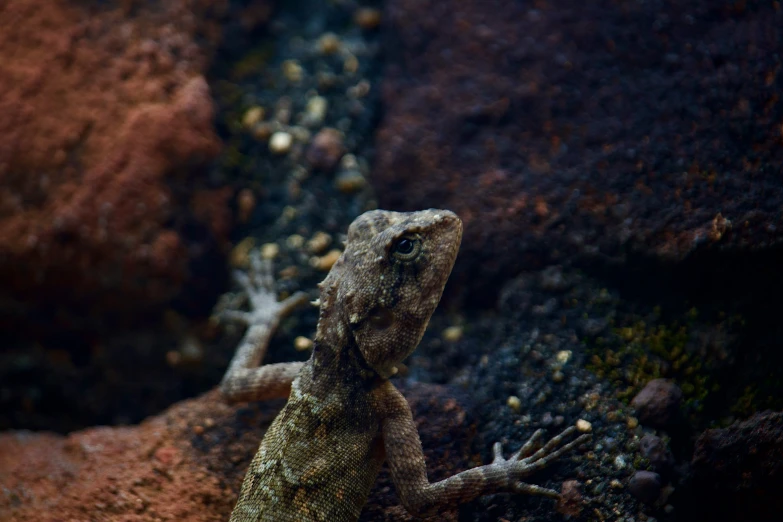 a lizard on a rock with it's front legs extended
