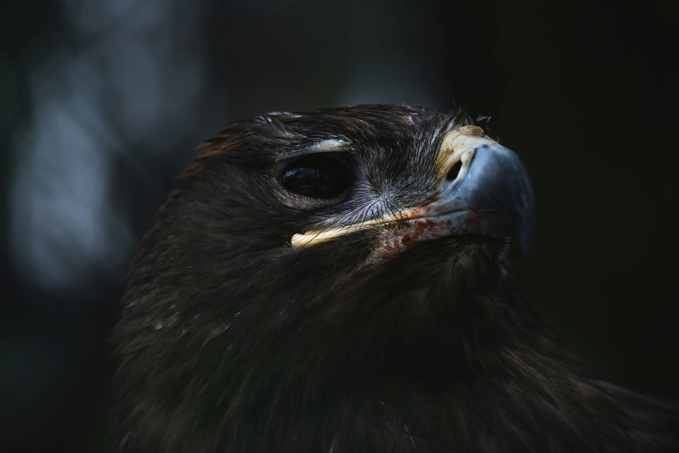 close up picture of the head and neck of an eagle