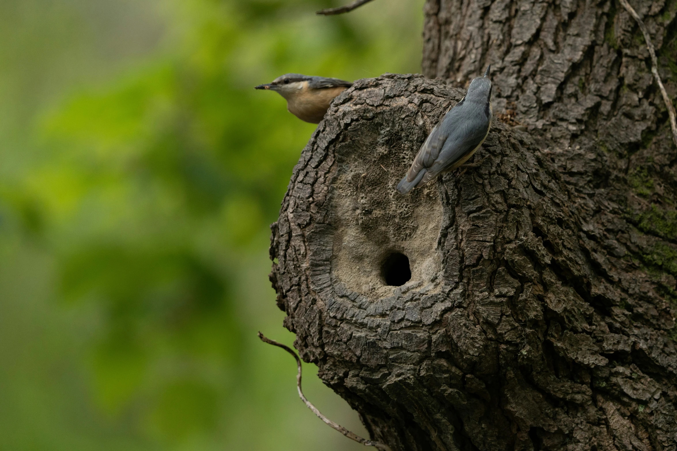 two small birds sit on the side of a tree trunk