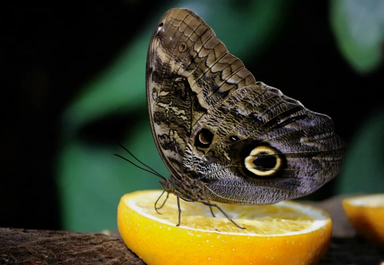 a large erfly sits on a half eaten lemon