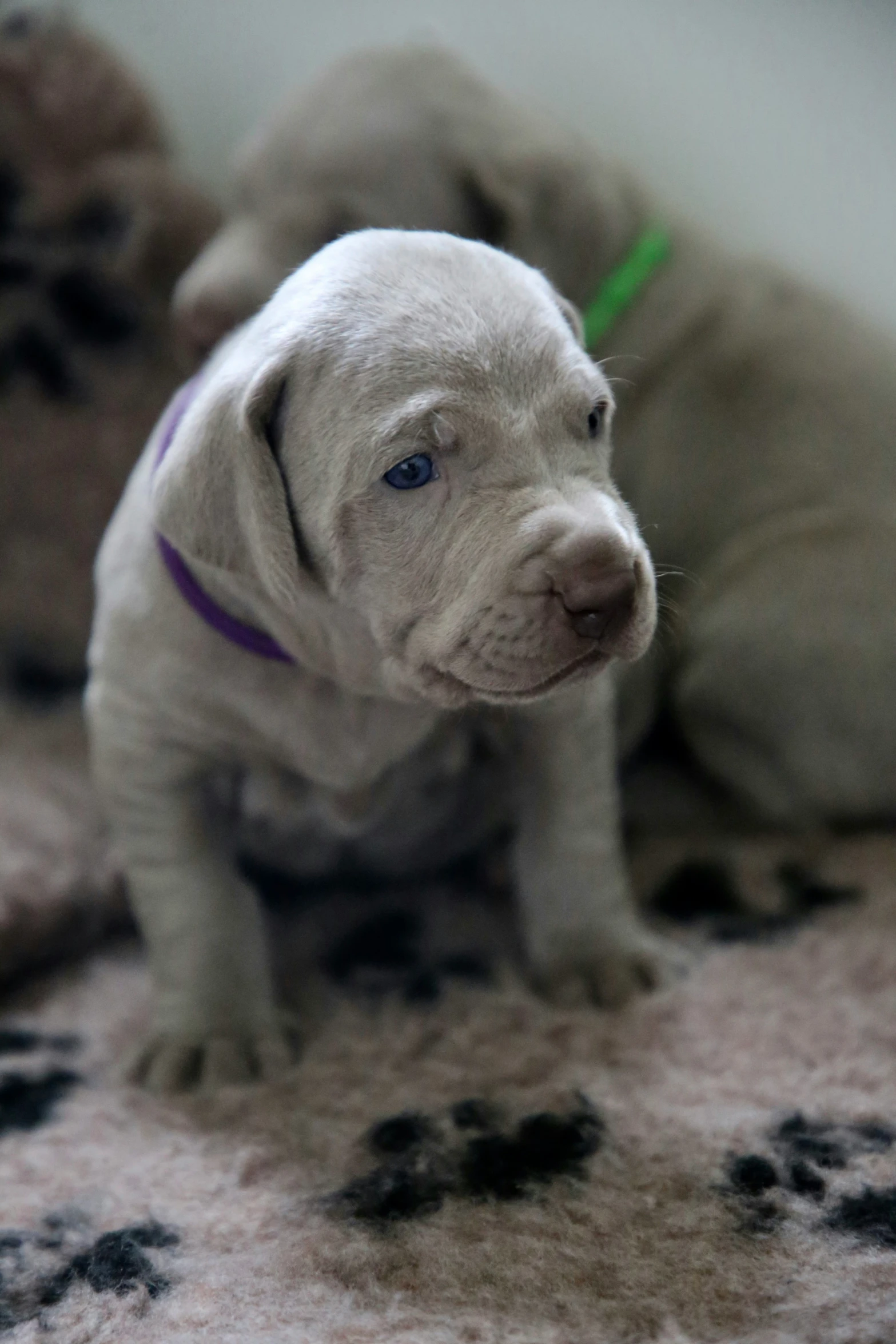 a close up of a puppy on a carpet near a stuffed animal