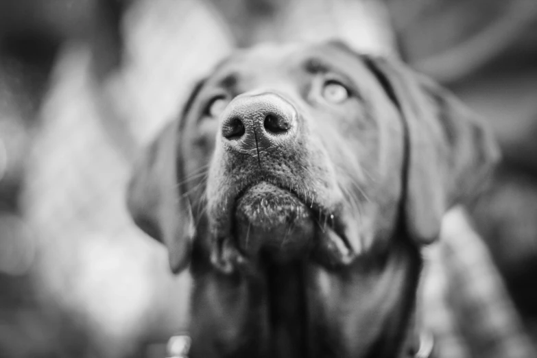 black and white pograph of a dog's face looking to his right