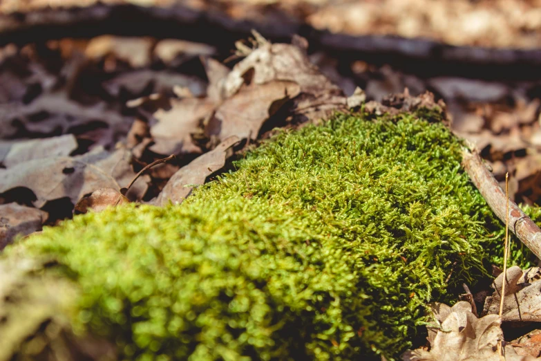 green mossy plant on the ground with leaves around it