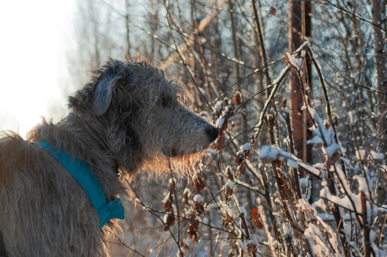 a dog sniffs soing on the tree nches