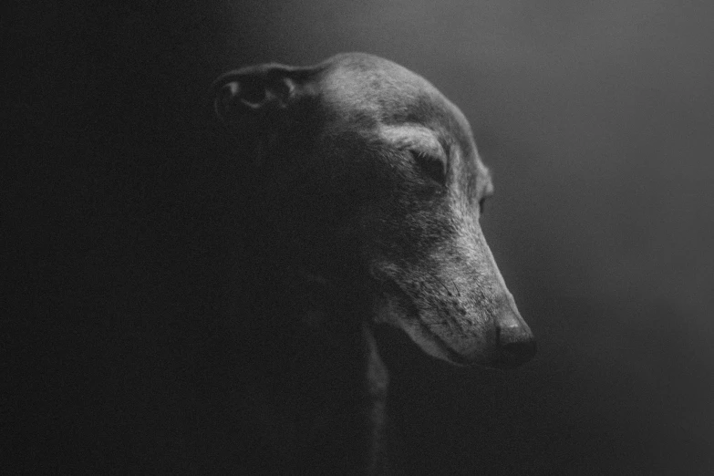 a dog's head is seen through a dark fog