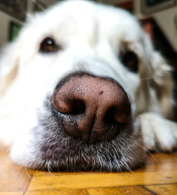 a white dog lying down with his nose to the side