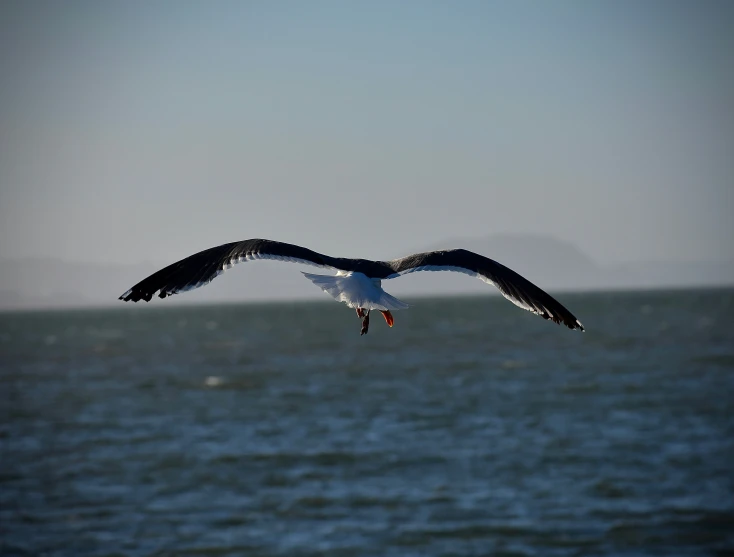 an image of a bird flying over the ocean