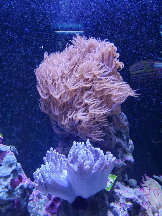 an underwater picture of a coral and sea plants