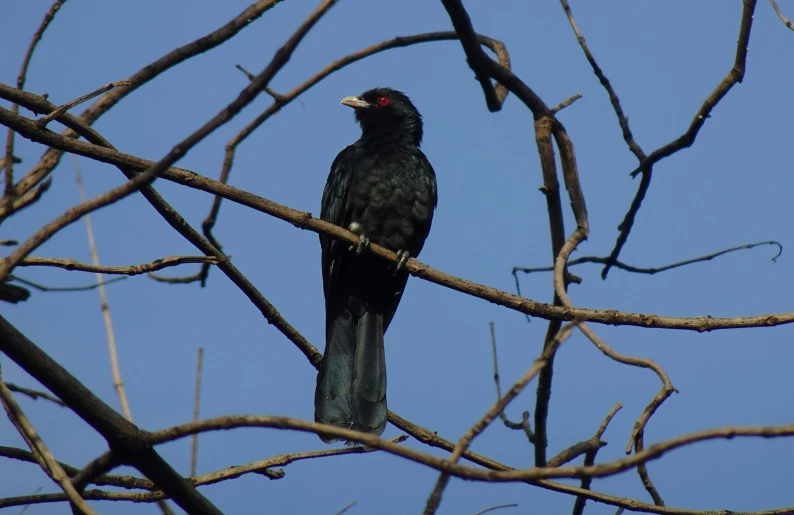 a bird that is sitting on the nch