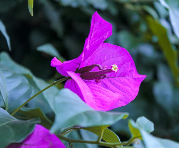 the flower in the purple garden is very large