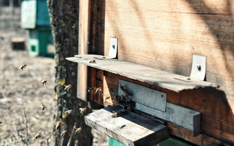 a beekeeper looks at the bees in their hive box