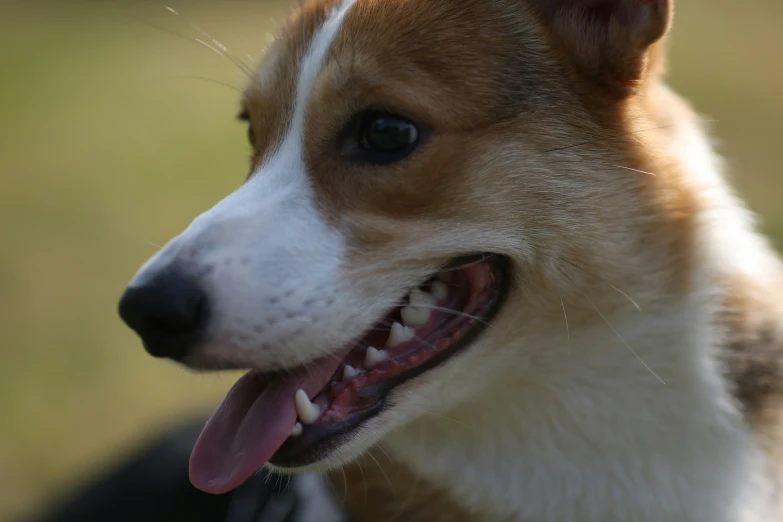 a brown and white dog with its tongue hanging out