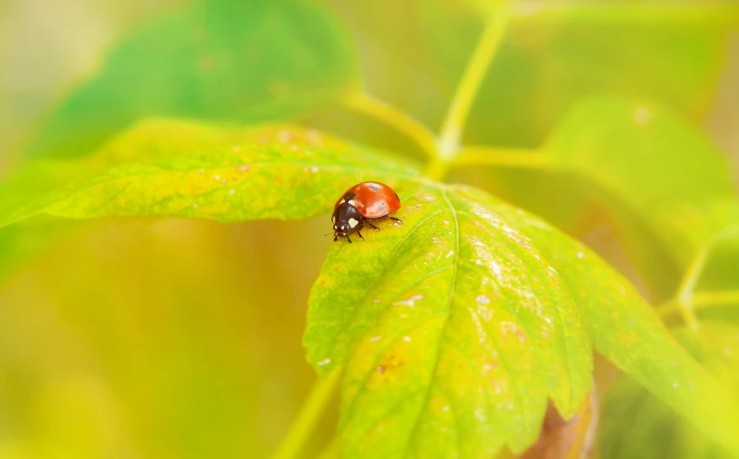 a lady bug is sitting on a green leaf