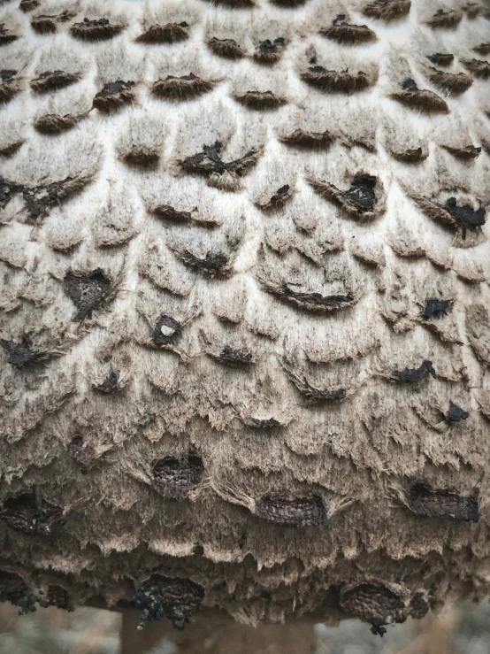 a bird has large round bumps on its head