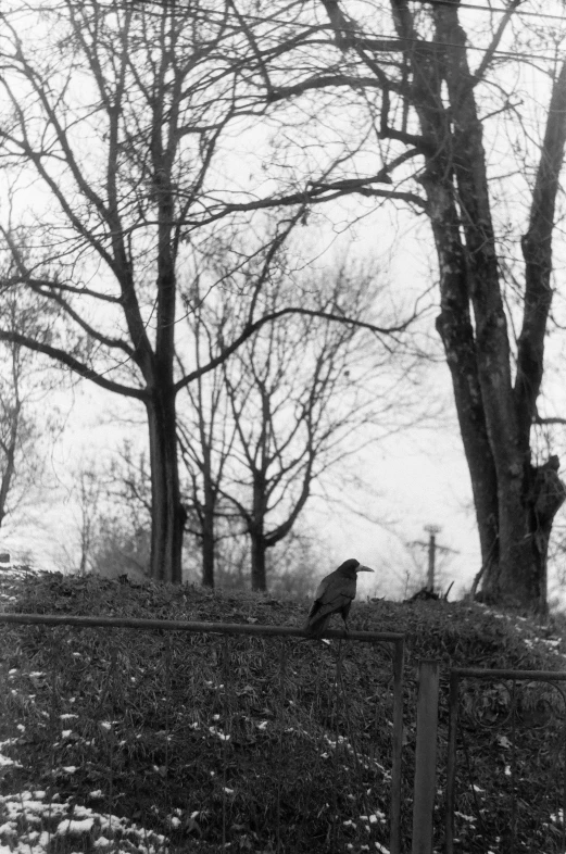 a bird is standing in the snow next to some trees