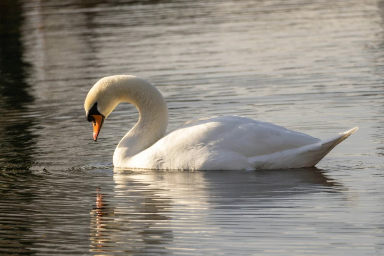 a swan swimming in the water near the shore