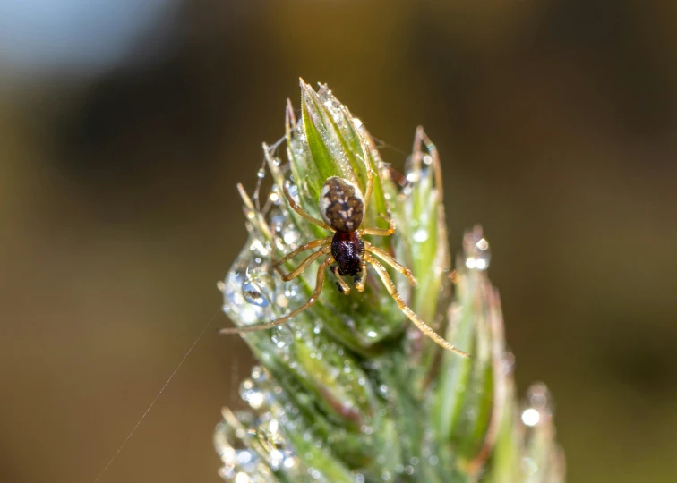 a spider that is sitting on top of a leaf