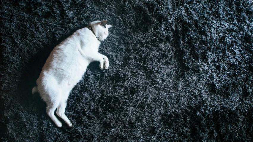 a white cat is sleeping on some black carpet