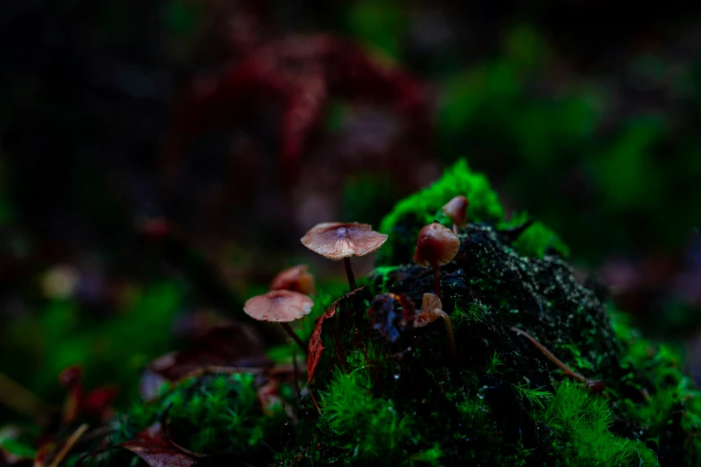 some little mushrooms on a mossy rock in the woods