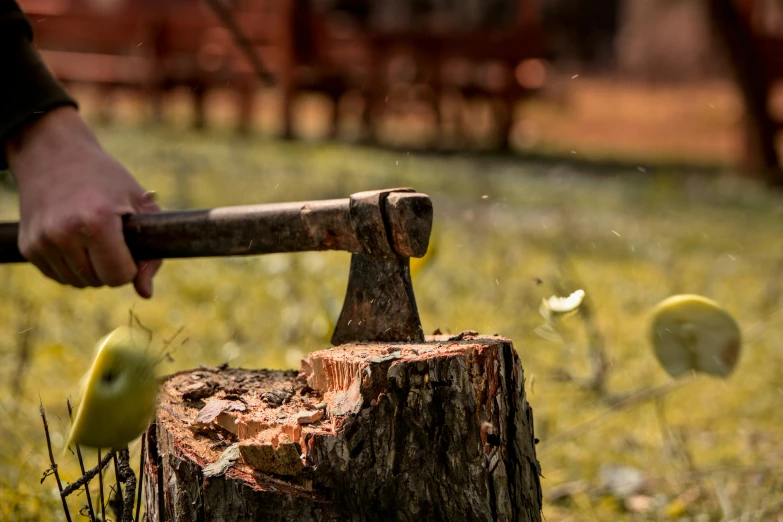 an old apple tree is being picked with an apple splitting axe