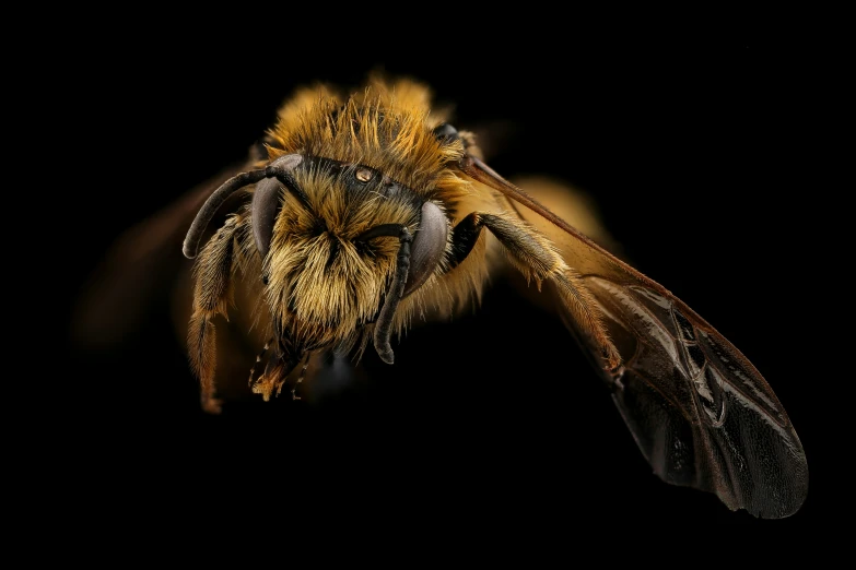 the back side of a bee in flight