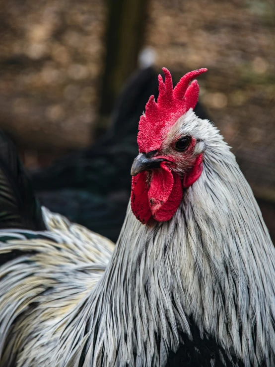 rooster with red head standing near grassy area