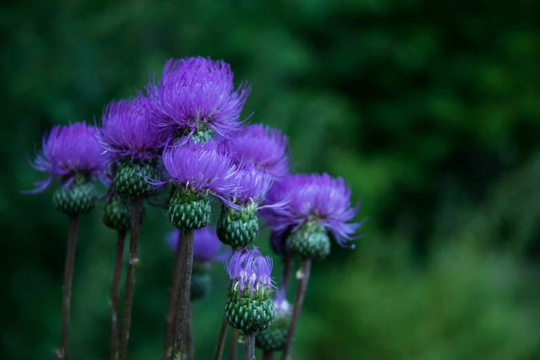 purple flower blooms that are on the stem