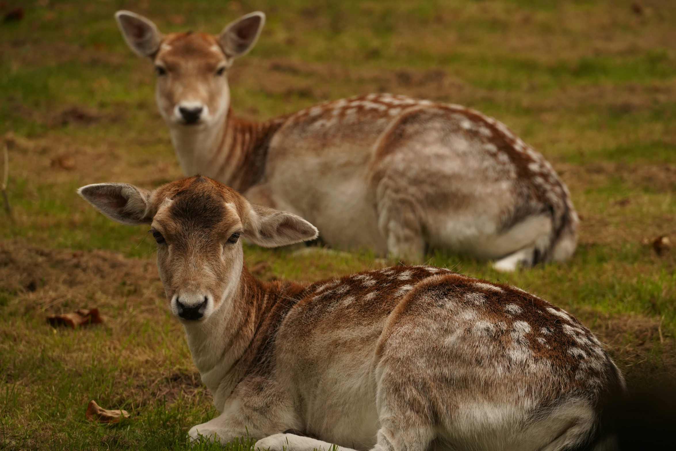 two deer with fawns in the grass on an open field