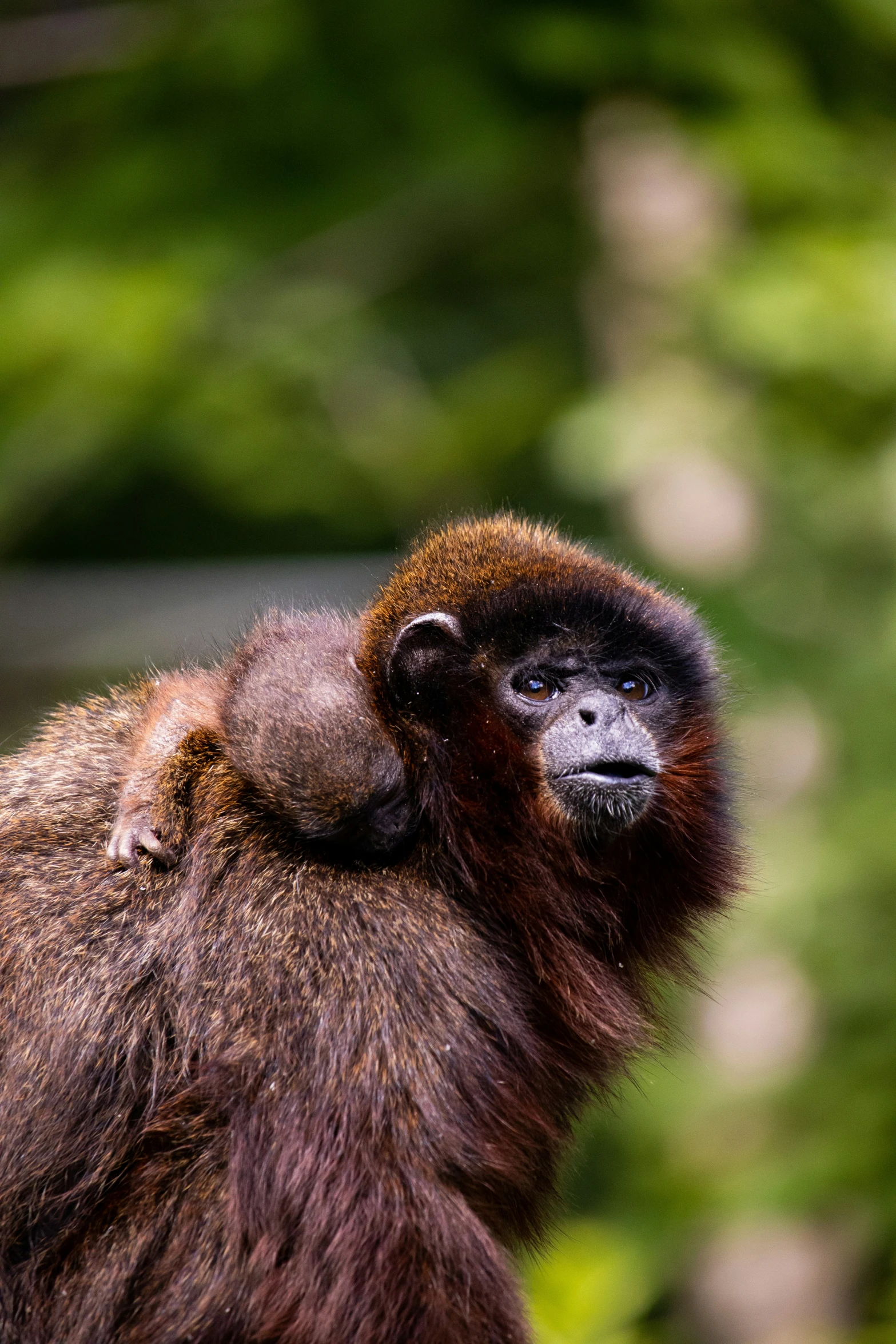 an adult monkey is sitting in the trees