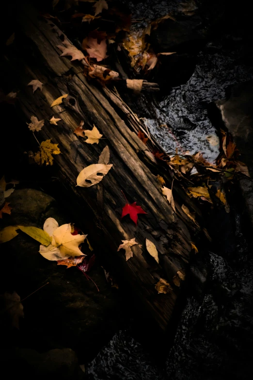 leaves fall on wooden surface as dark falls into water