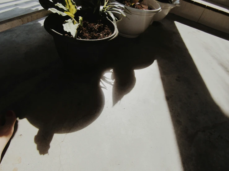 a small potted plant next to a sidewalk and window