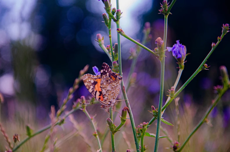 a moth resting on the tip of a purple flower